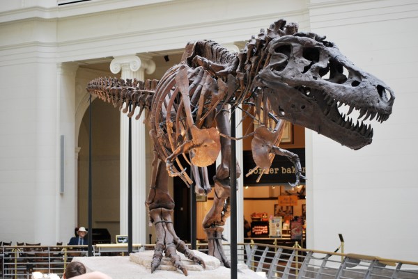This is Sue; one of the best rex specimens in the world. See how different her skull is from the movie rex? And yes, actual paleontologists care about much much much less obvious details than this.